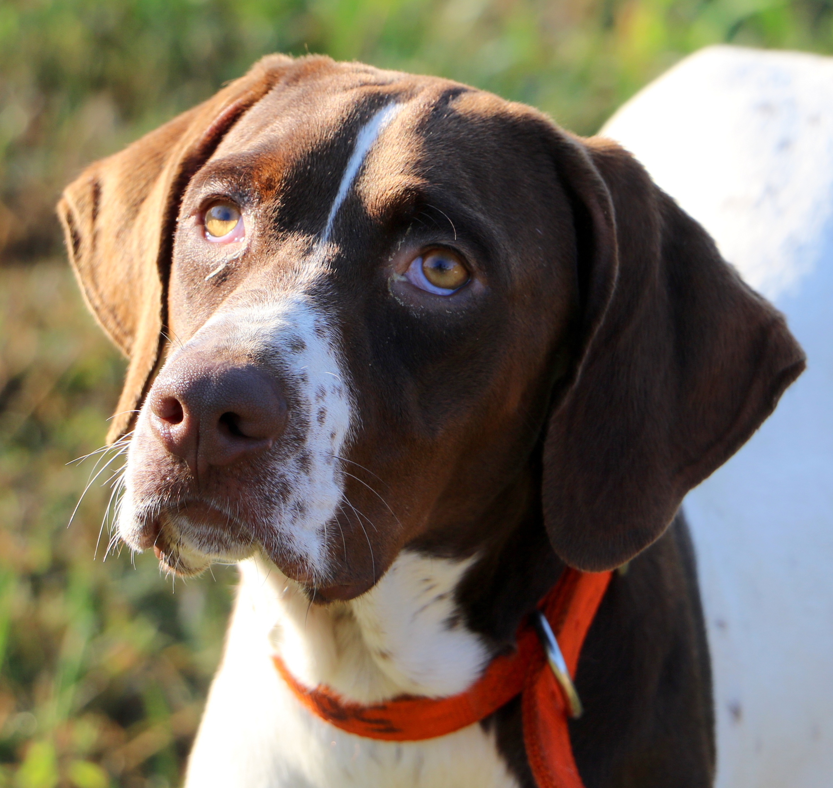 Florida Pointer Rescue