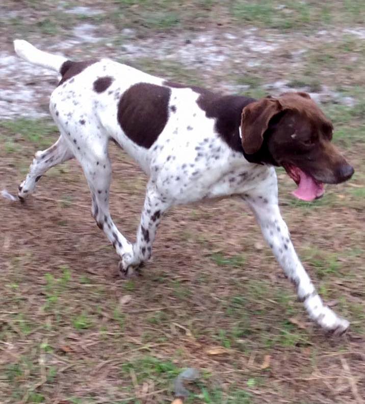 rehome german shorthaired pointer